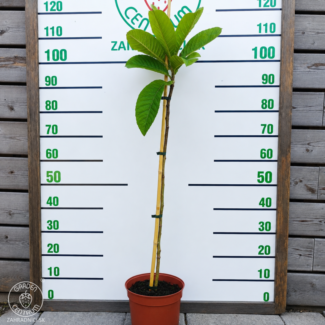Obrázok Mišpuľa japonská (Eriobotrya japonica) - výška 80-110 cm, kont. C5L (-12°C) - NA KMIENKU